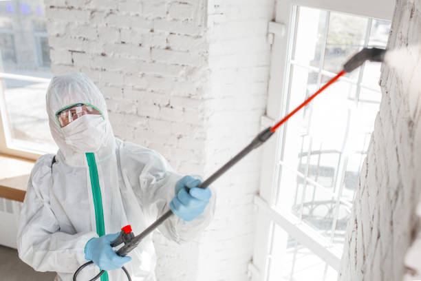 Trusted Ellwood City, PA Mold Removal Experts