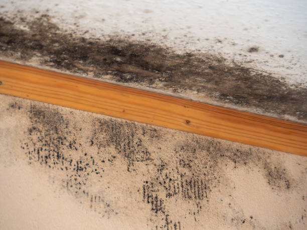 Best Asbestos and Lead Testing During Mold Inspection  in Ellwood City, PA